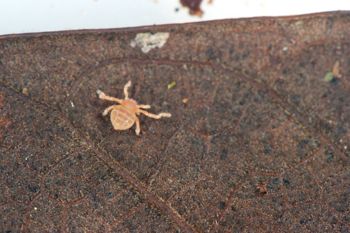 Media type: image;   Invertebrate Zoology 127853